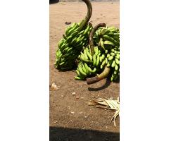 Banane
