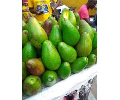 Avocat