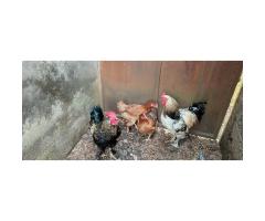 Poules